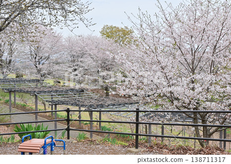 A hill where cherry blossoms are in full bloom and wisteria blossoms bloom. A hill where cherry blossoms are in full bloom and wisteria blossoms bloom. 138711317