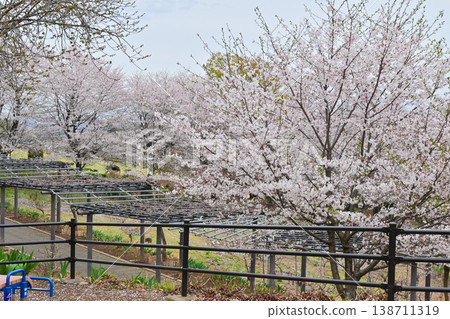 A hill where cherry blossoms are in full bloom and wisteria blossoms bloom. 138711319