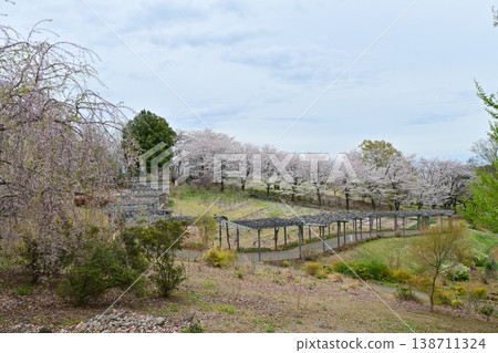A hill where cherry blossoms are in full bloom and wisteria blossoms bloom. A hill where cherry blossoms are in full bloom and wisteria blossoms bloom. 138711324