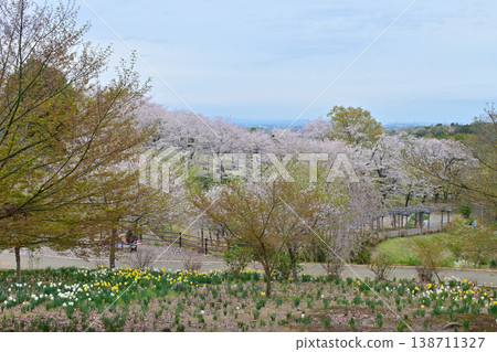 A hill where cherry blossoms are in full bloom and wisteria blossoms bloom. A hill where cherry blossoms are in full bloom and wisteria blossoms bloom. 138711327