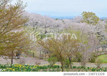 A hill where cherry blossoms are in full bloom and wisteria blossoms bloom. A hill where cherry blossoms are in full bloom and wisteria blossoms bloom. 138711329