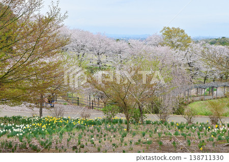 A hill where cherry blossoms are in full bloom and wisteria blossoms bloom. A hill where cherry blossoms are in full bloom and wisteria blossoms bloom. 138711330