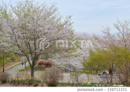A hill where cherry blossoms are in full bloom and wisteria blossoms bloom. 138711331