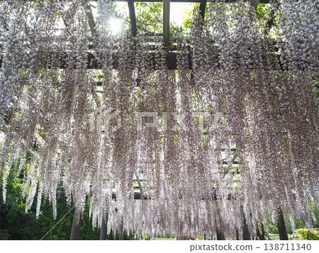 Fuji's blooming hill Fuji's blooming hill 138711340