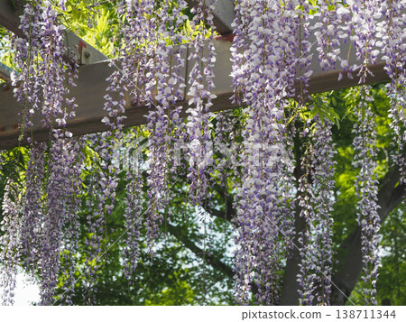Fuji's blooming hill Fuji's blooming hill 138711344
