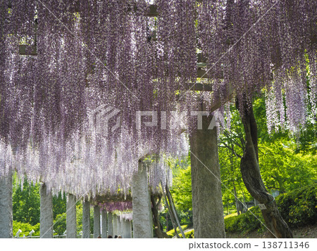 Fuji's blooming hill Fuji's blooming hill 138711346