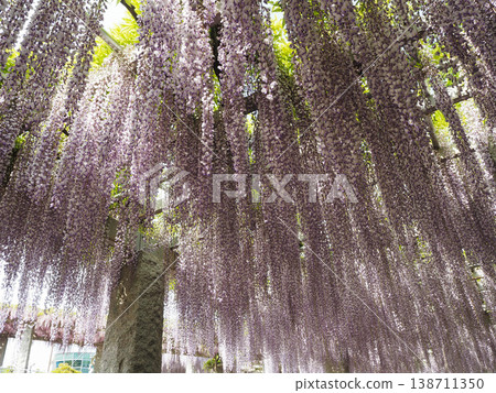 Fuji's blooming hill 138711350