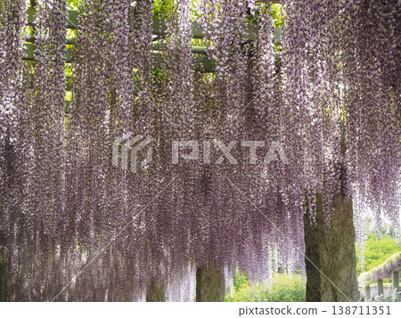 Fuji's blooming hill 138711351