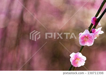 Pink plum blossoms, heralding the arrival of spring, against a bokeh background. Pink plum blossoms, heralding the arrival of spring, against a bokeh background. 138711398