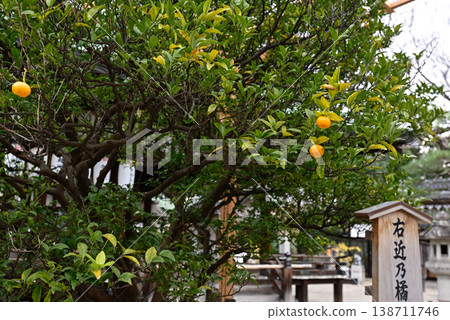 Shiramine Shrine: Fruit of the Tachibana Tree on the Right Shiramine Shrine: Fruit of the Tachibana Tree on the Right 138711746
