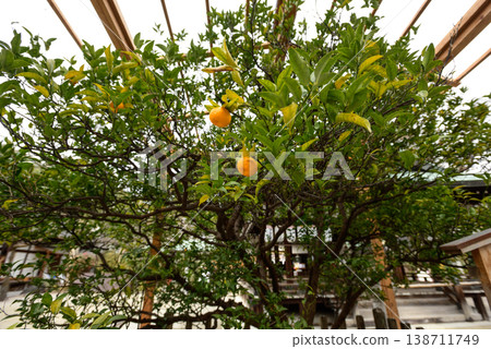 Shiramine Shrine: Fruit of the Tachibana Tree on the Right Shiramine Shrine: Fruit of the Tachibana Tree on the Right 138711749