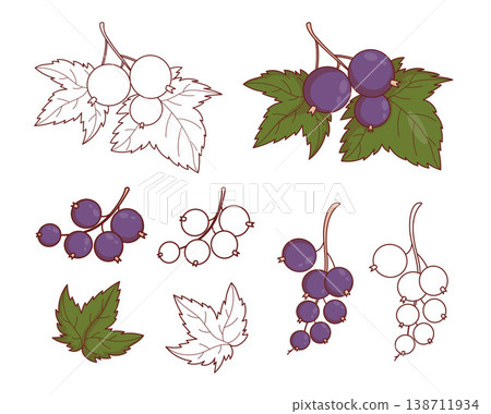 Blackcurrant Branch with Leaves Set. Color and Line Art Outline drawings. Isolated Botanical Berry Coloring Page. Vector Illustration Blackcurrant Branch with Leaves Set. Color and Line Art Outline drawings. Isolated Botanical Berry Coloring Page. Vector Illustration 138711934