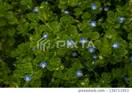 小藍蜻蜓花 小藍蜻蜓花 138711953