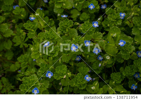 小藍蜻蜓花 小藍蜻蜓花 138711954
