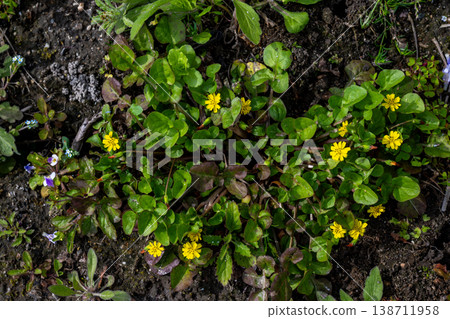 日本月桂，又稱山月桂，是一種野花。 138711958