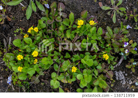 The Japanese laurel, also known as Hotokenoza, is a type of wildflower. 138711959