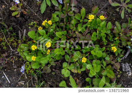 The Japanese laurel, also known as Hotokenoza, is a type of wildflower. 138711960