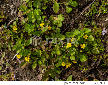 The Japanese laurel, also known as Hotokenoza, is a type of wildflower. The Japanese laurel, also known as Hotokenoza, is a type of wildflower. 138711961