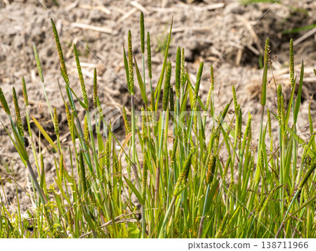 生長在稻田中的麻雀鐵炮 138711966