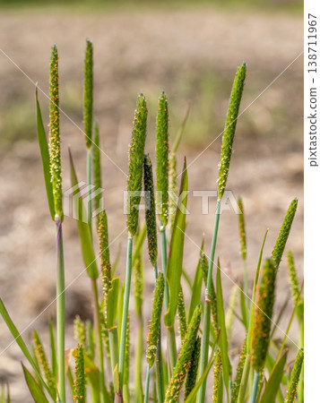 生長在稻田中的麻雀鐵炮 138711967