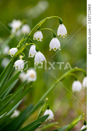 Snowflake white flowers Snowflake white flowers 138711969