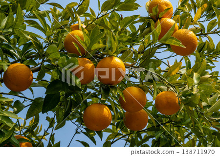 Fruit of a dai dai Fruit of a dai dai 138711970