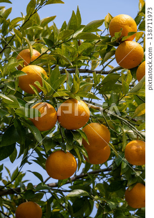 戴岱的果實 138711973