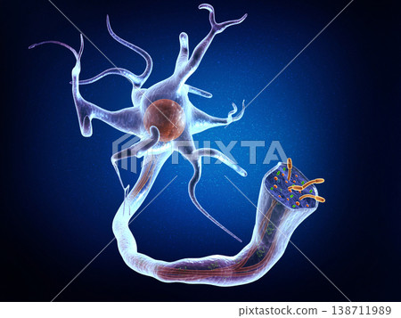 Neural network in the brain. nervous system Neural network in the brain. nervous system 138711989