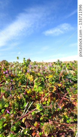 A winter scene of a field slope with henbit in bloom. A winter scene of a field slope with henbit in bloom. 138711996