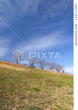 A view of the cherry blossom trees along the Edogawa River embankment in winter, seen from below. A view of the cherry blossom trees along the Edogawa River embankment in winter, seen from below. 138711997
