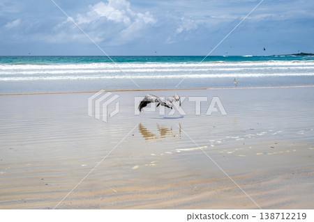 Pelicans on the sandy shores of Isabela Island, Galapagos Archipelago, Ecuador Pelicans on the sandy shores of Isabela Island, Galapagos Archipelago, Ecuador 138712219