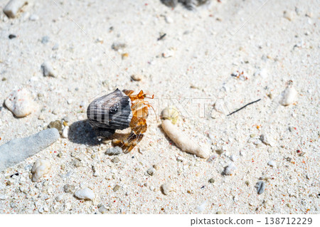 Hermit crab on a white sand beach in Maupiti, French Polynesia 138712229