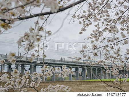 The Tokaido Shinkansen runs through a field of cherry blossoms. 138712377