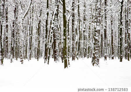 beautiful winter forest and the road beautiful winter forest and the road 138712583