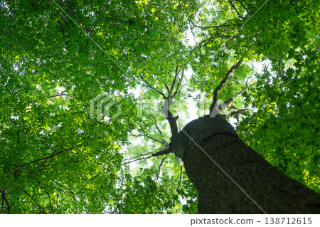 Forest trees. nature green wood sunlight backgrounds Forest trees. nature green wood sunlight backgrounds 138712615