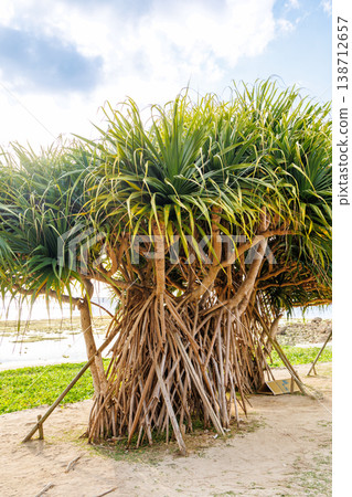 沖繩縣瀨長島海灘的榕樹 138712657