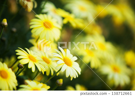 Yellow flowers 138712661