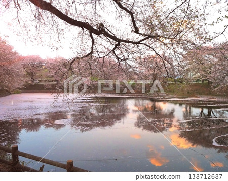 傍晚時分,伊索努馬公園櫻花盛開(5) 傍晚時分,伊索努馬公園櫻花盛開(5) 138712687