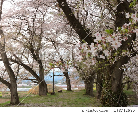 Evening view of Isonuma Park with cherry blossoms in bloom (7) Evening view of Isonuma Park with cherry blossoms in bloom (7) 138712689