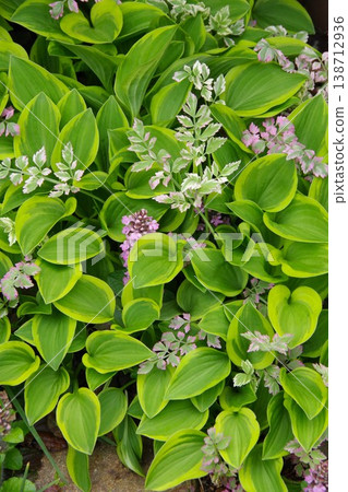 Hosta hosta 138712936