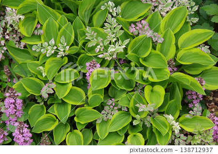 Hosta hosta 138712937