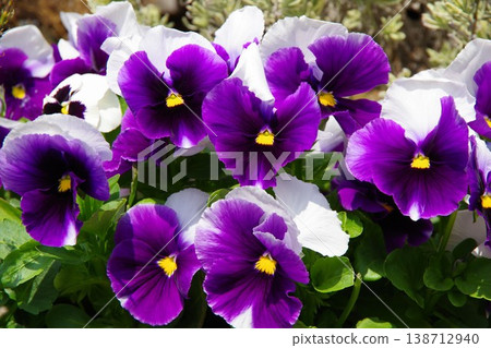 Pansy Pansy 138712940