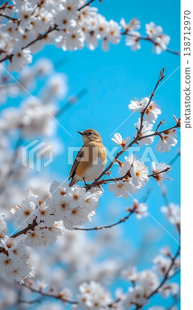 Small Bird Perched on White Spring Blossoms. 138712970