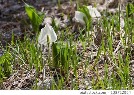 Tamakibara Mizubasho-bunched Mizubasho, Shichigajuku Town, Miyagi Prefecture 138712994