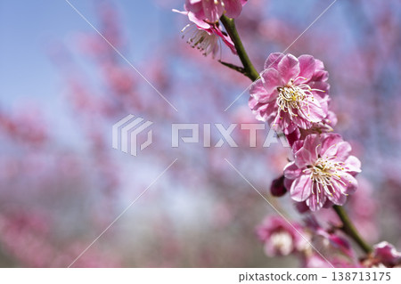 Blue sky and plum blossoms, Nagai City, Yamagata Prefecture Blue sky and plum blossoms, Nagai City, Yamagata Prefecture 138713175