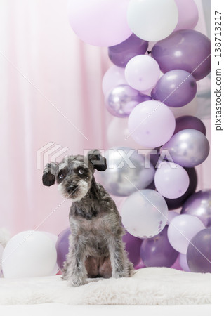 A miniature schnauzer looks up, surrounded by celebratory balloons. 138713217