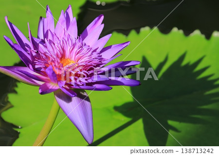 Water lily flower tropical water lily Water lily flower tropical water lily 138713242