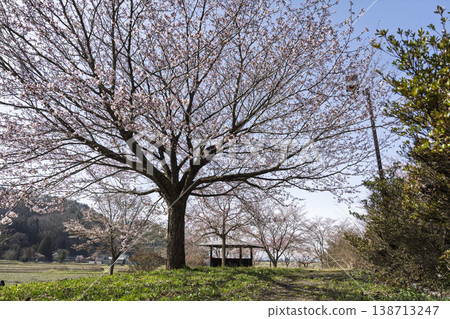 Blue sky and cherry blossoms along the Mogami River embankment, Nagai City, Yamagata Prefecture 138713247