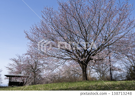 Blue sky and cherry blossoms along the Mogami River embankment, Nagai City, Yamagata Prefecture 138713248