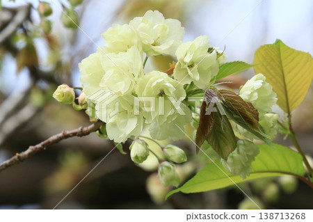 淡綠櫻花、薑黃櫻花、薑黃櫻花、櫻花、盛開的薑黃 138713268
